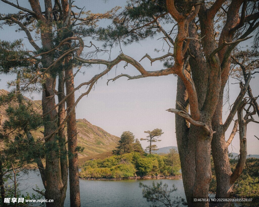 湖畔树林风景