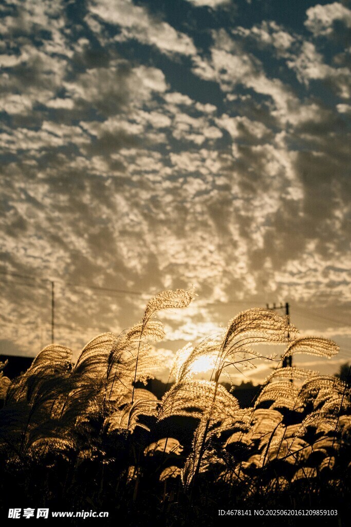 夕阳下的芦苇与绚丽云彩