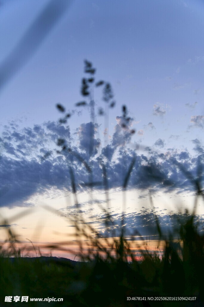 夕阳下的植物剪影