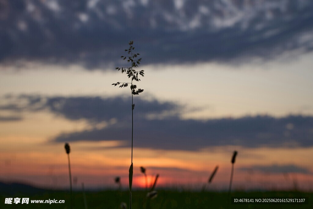 夕阳下的草地与摇曳草茎