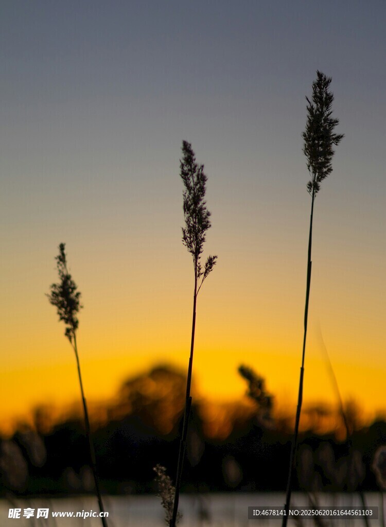 夕阳下的芦苇剪影