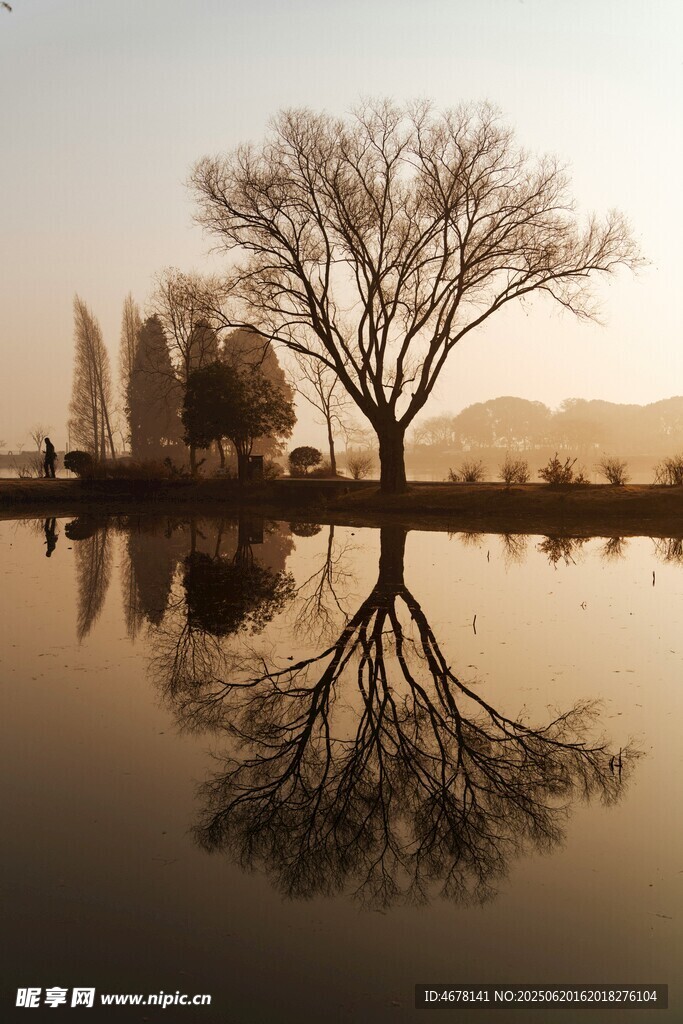 湖畔孤树倒影静谧之景