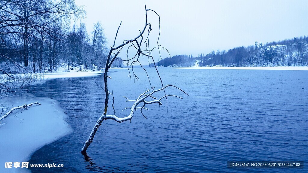 冬日湖畔枯树雪景