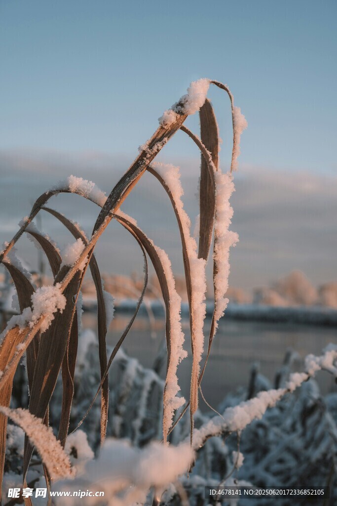 霜雪覆盖的枯萎植物