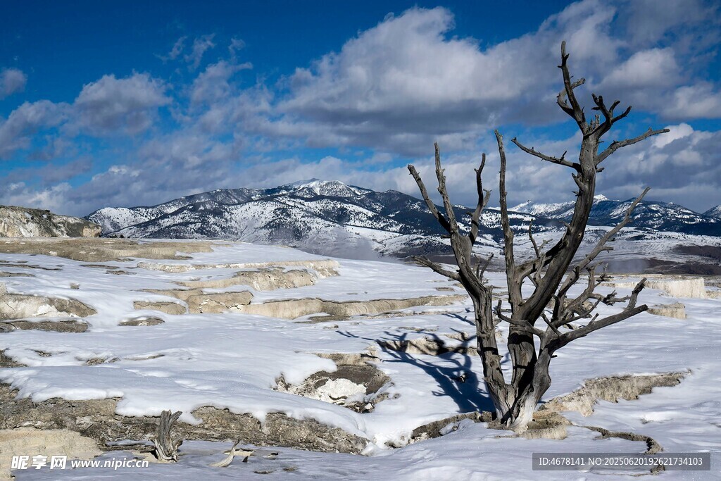 雪地枯树与壮丽山川景观