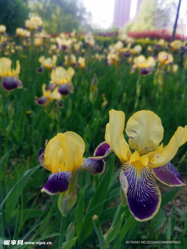 鸢尾花绽放于翠绿草地