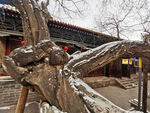 古树枝桠下的中式雪景