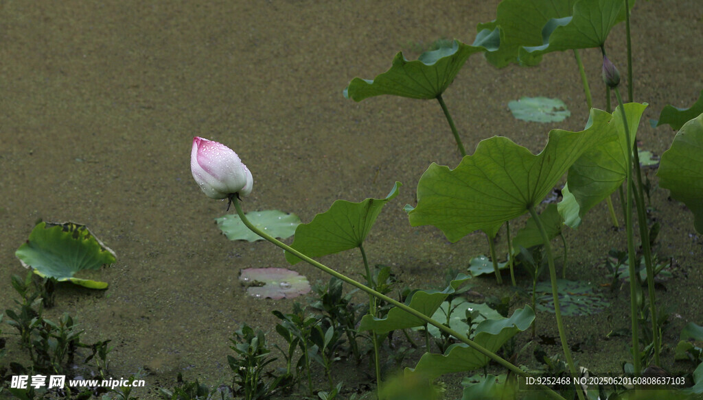 雨荷 