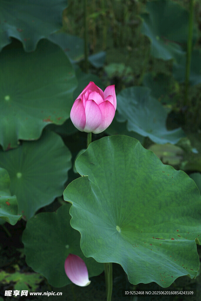莲花 