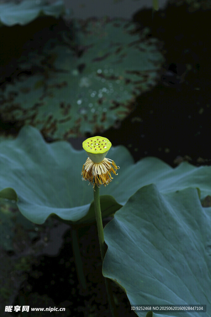 莲蓬