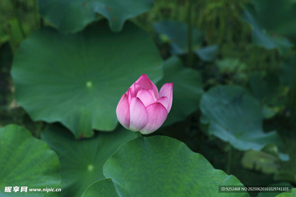 莲花 