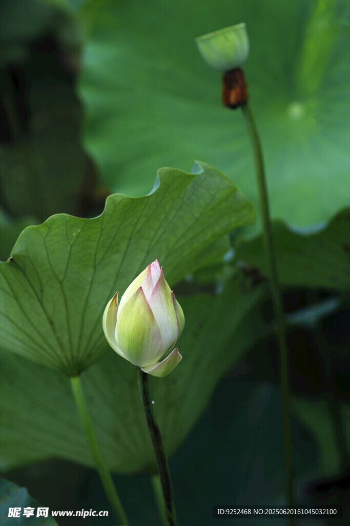 莲花 