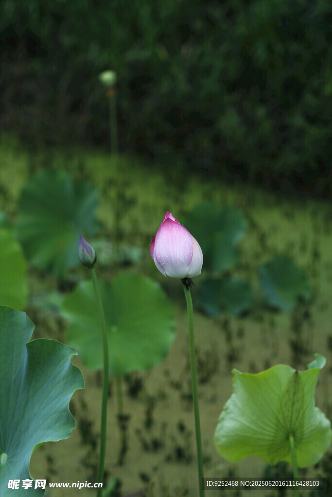 雨荷 