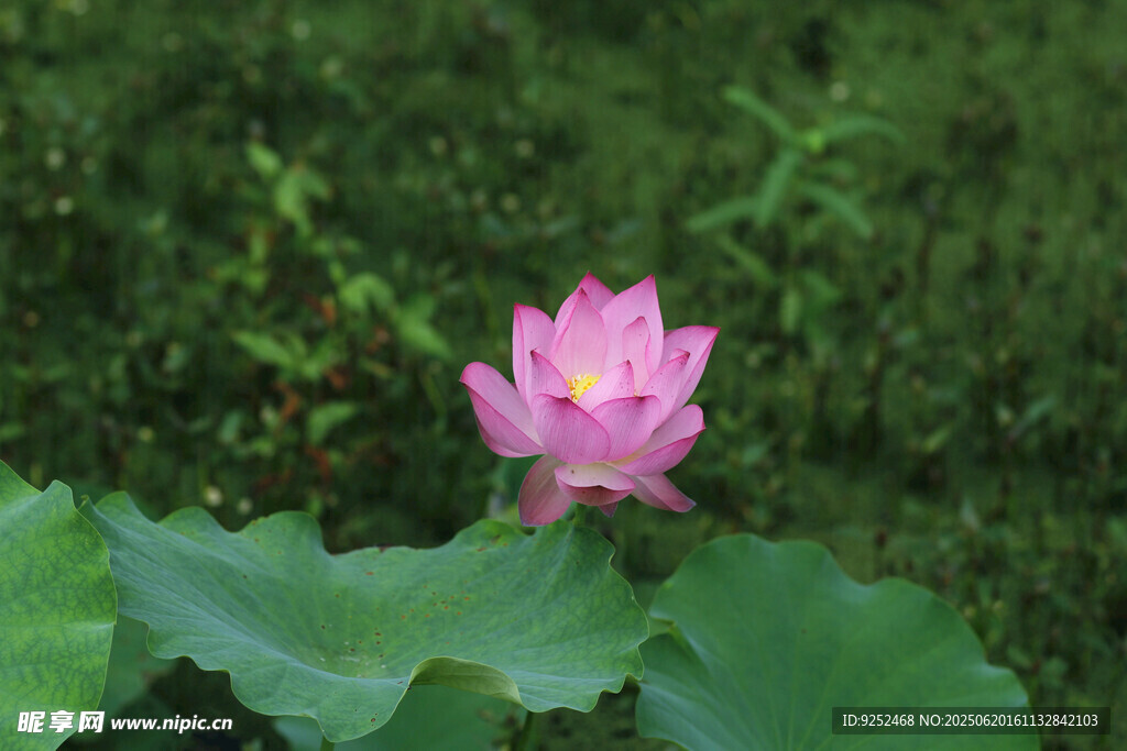 红莲花 