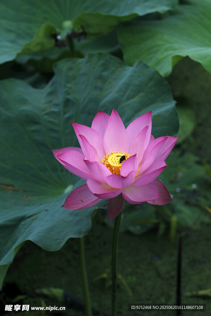 荷花 