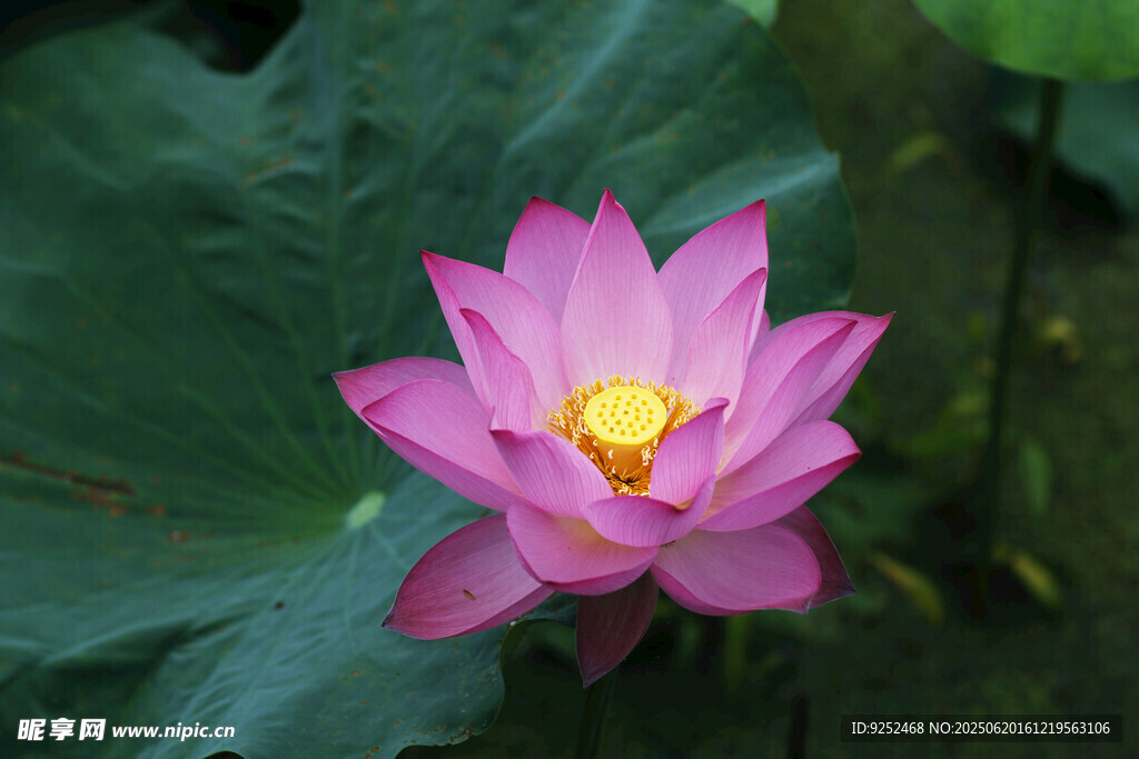 芙蓉 
