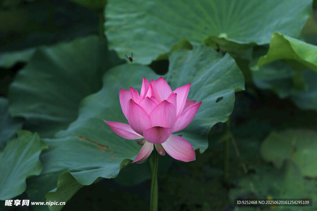 莲花 