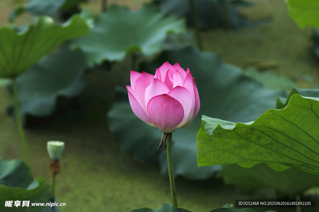 雨荷 