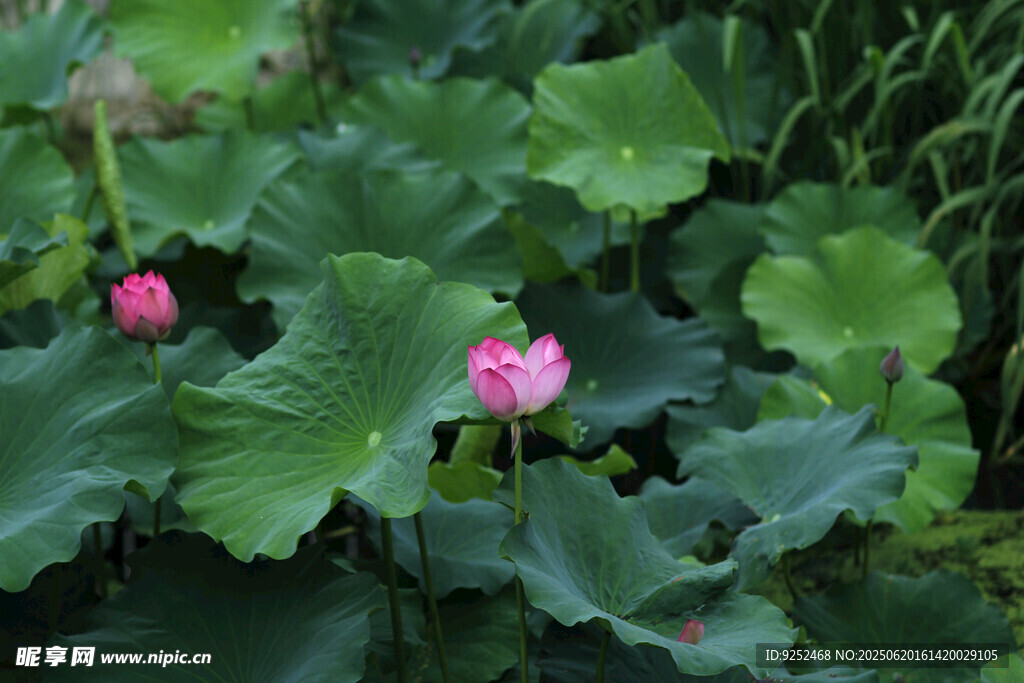 红莲花 