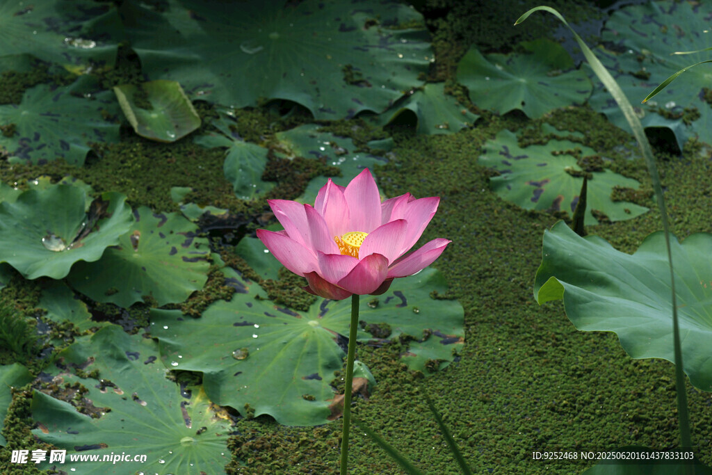 红莲花 