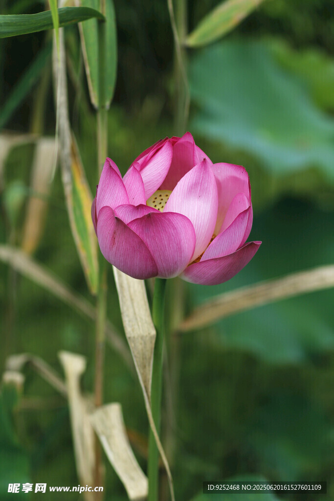  荷花池