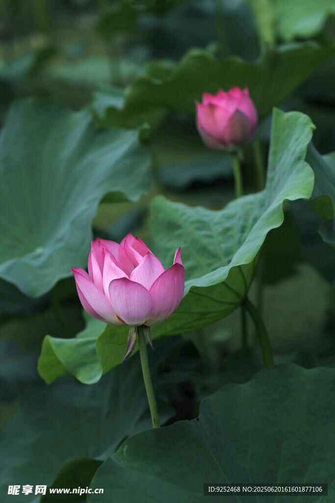 莲花 