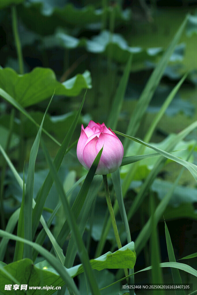 雨荷 