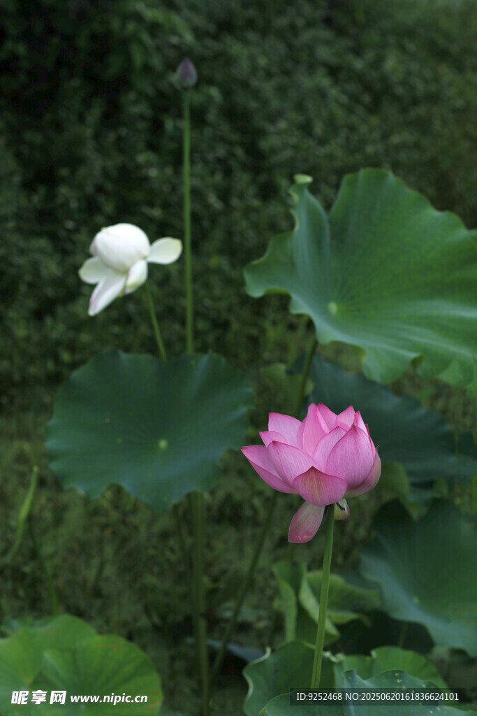 红莲花 