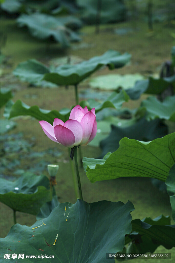粉色荷花