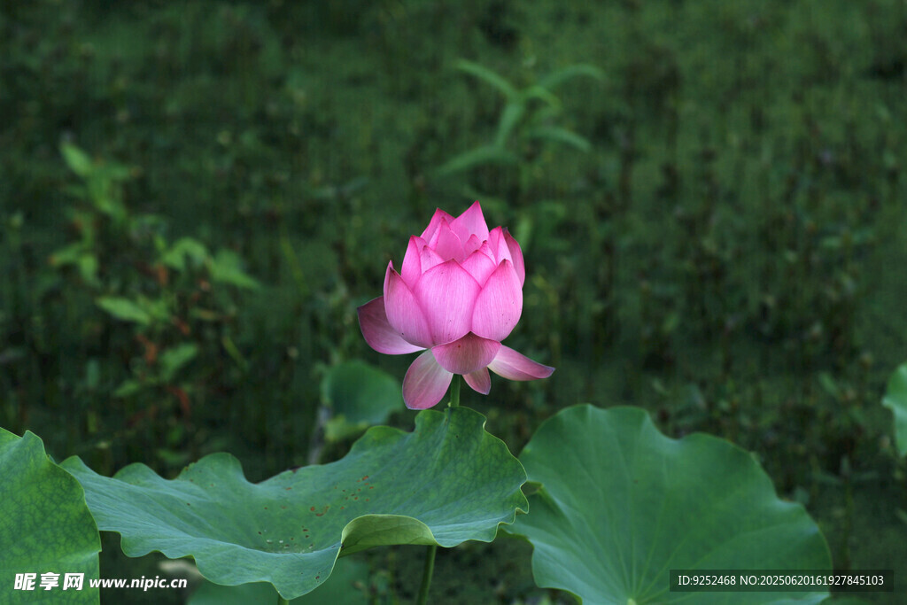 莲花 