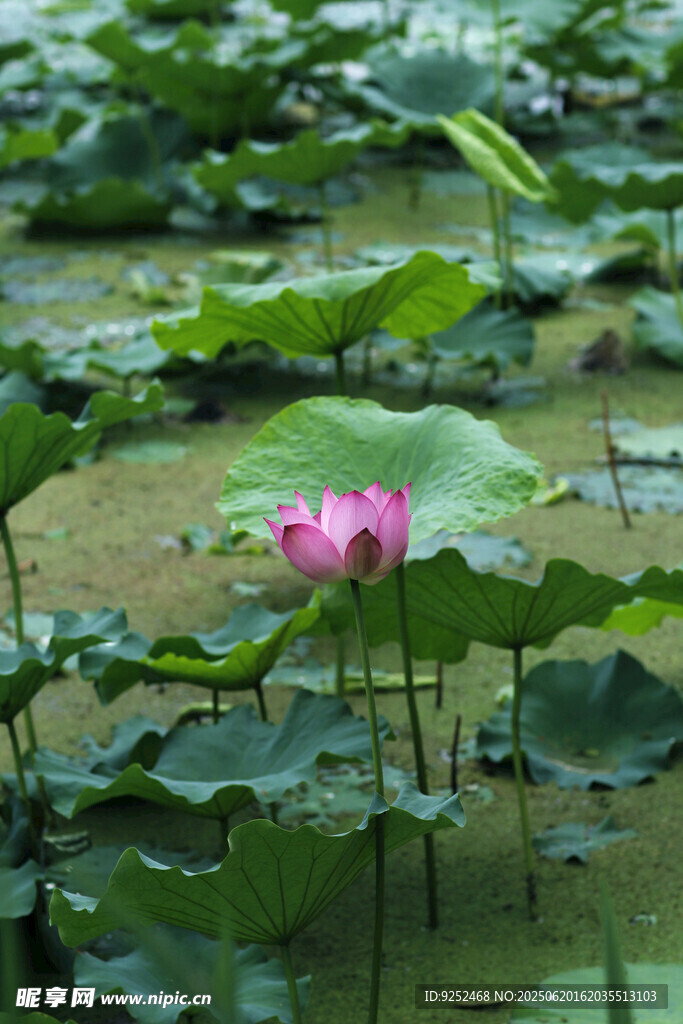 莲花