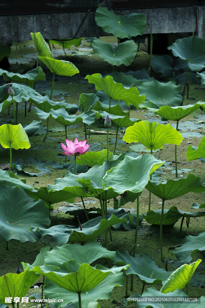 芙蓉