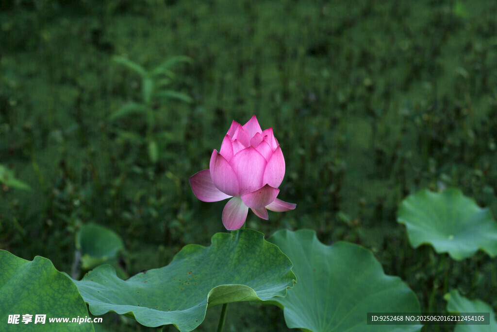 莲花 