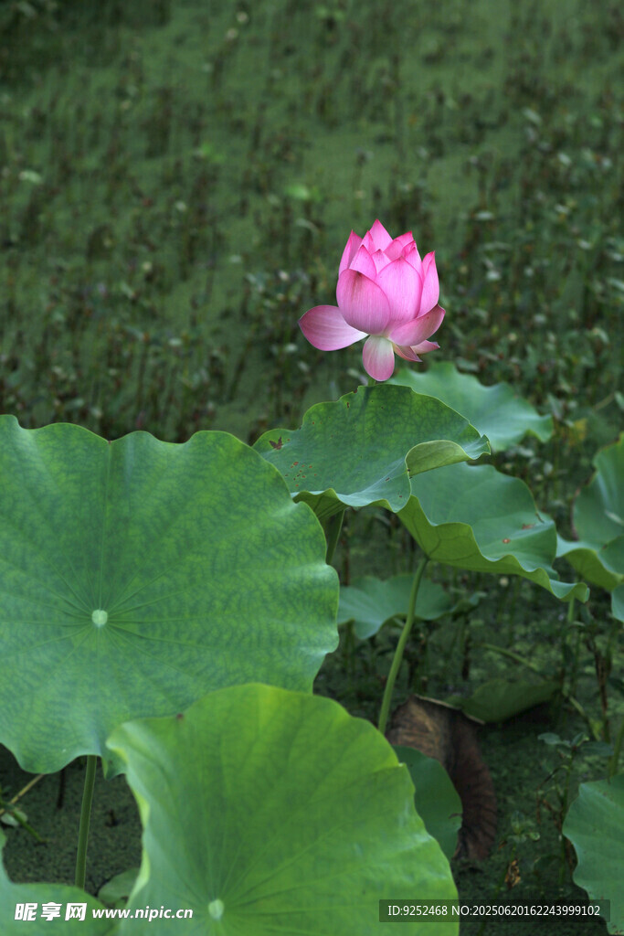莲花 