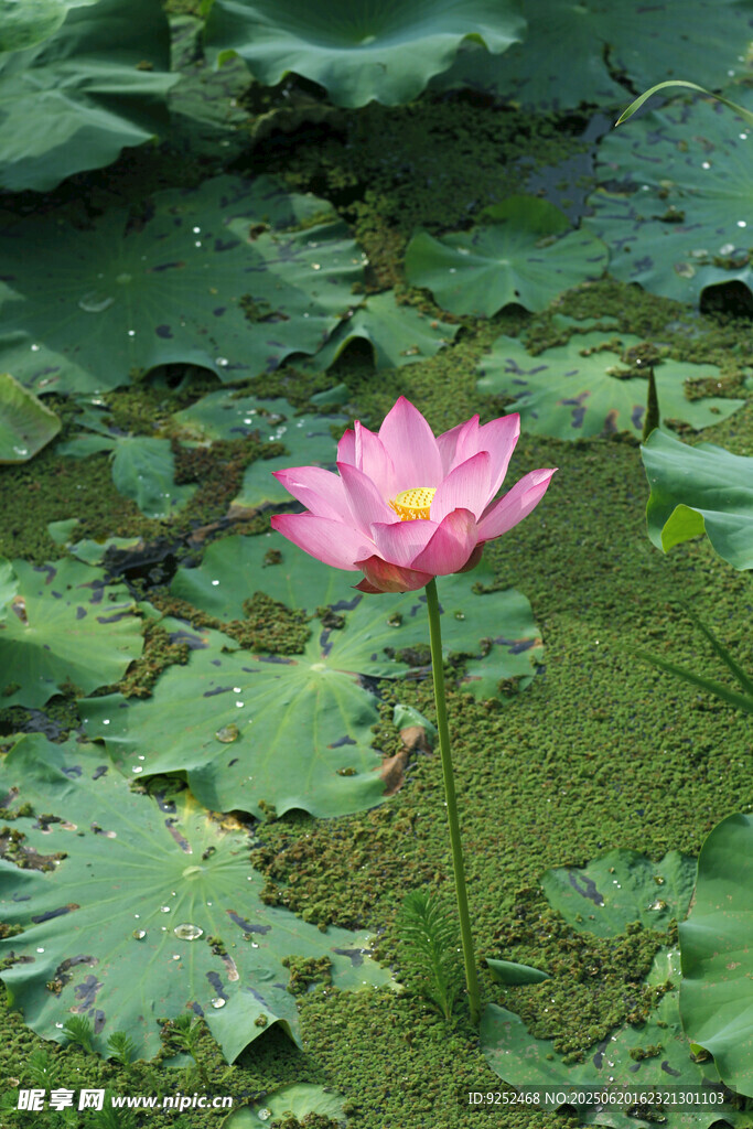  红莲花