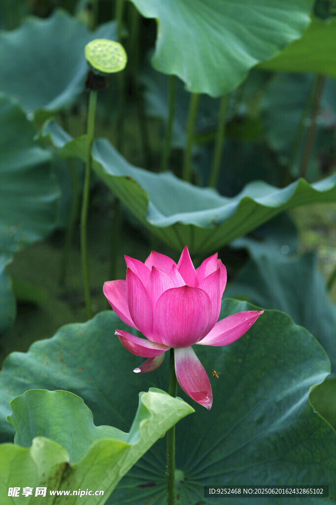 芙蓉