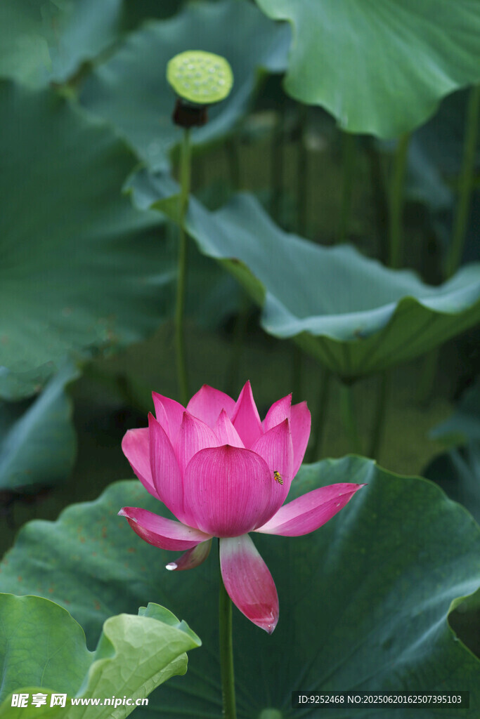 红莲花
