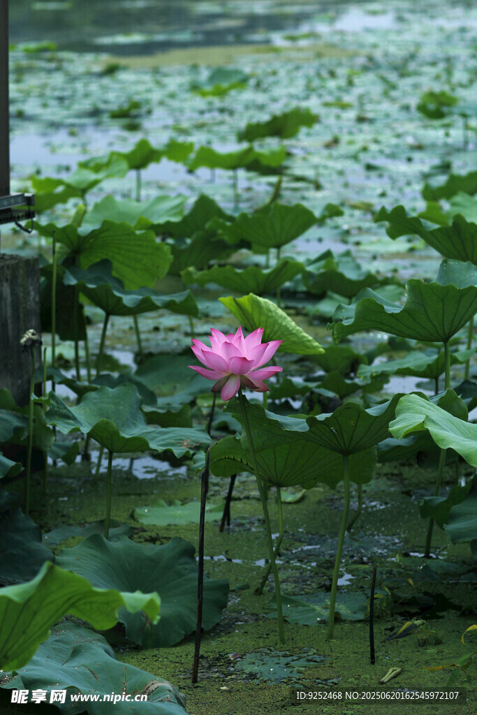 雨荷