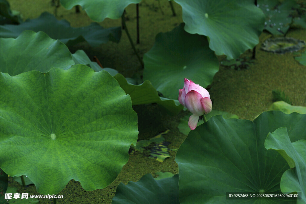 红莲花