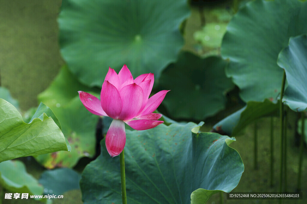 红莲花