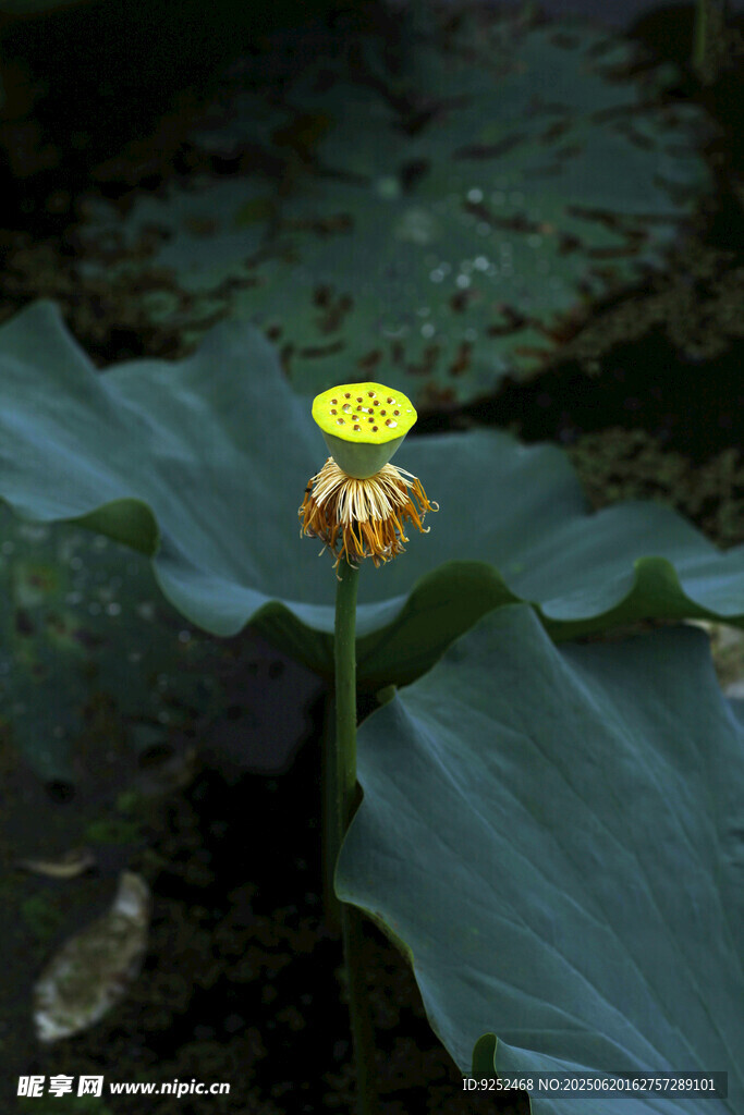  莲蓬