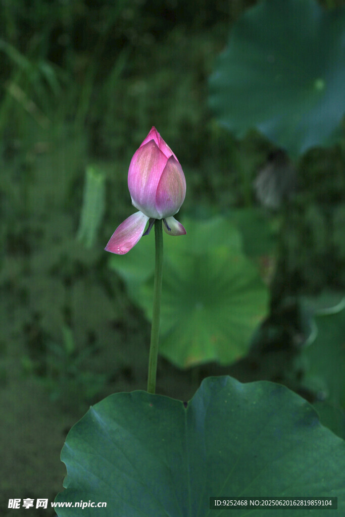 莲花 