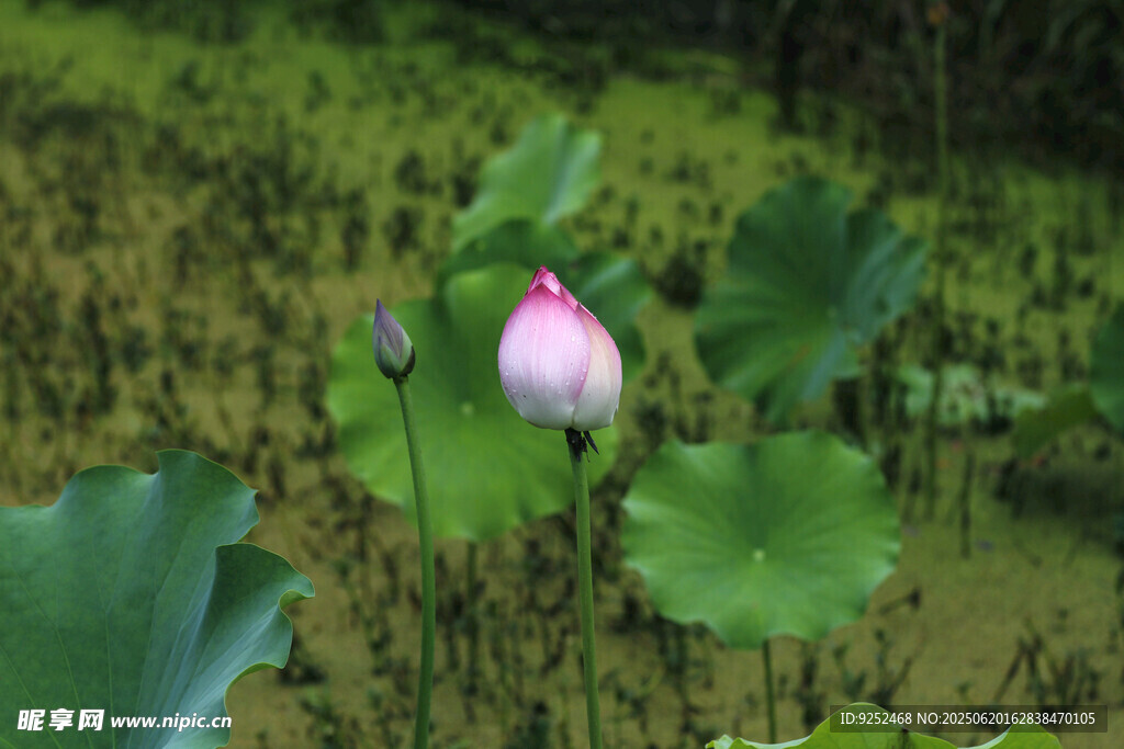 雨荷