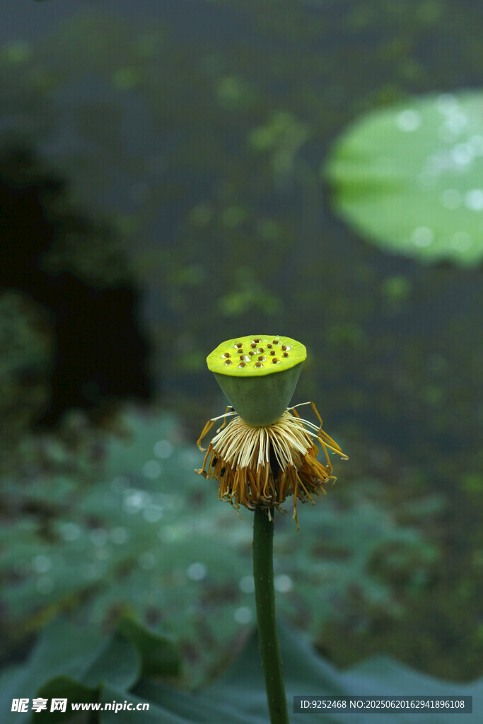 莲蓬