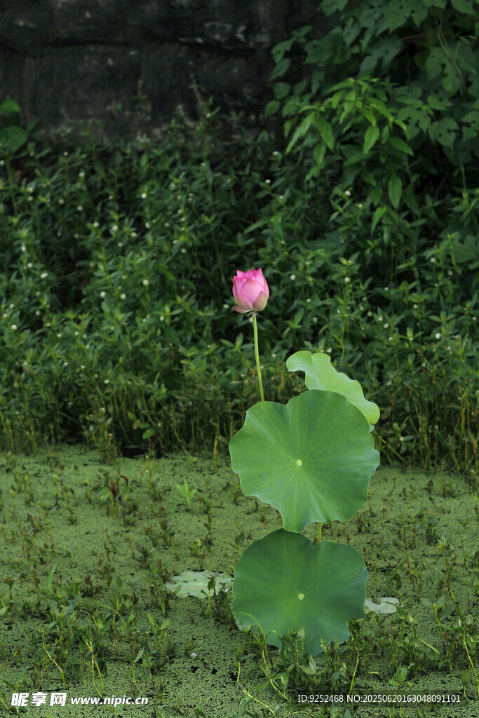 红莲花