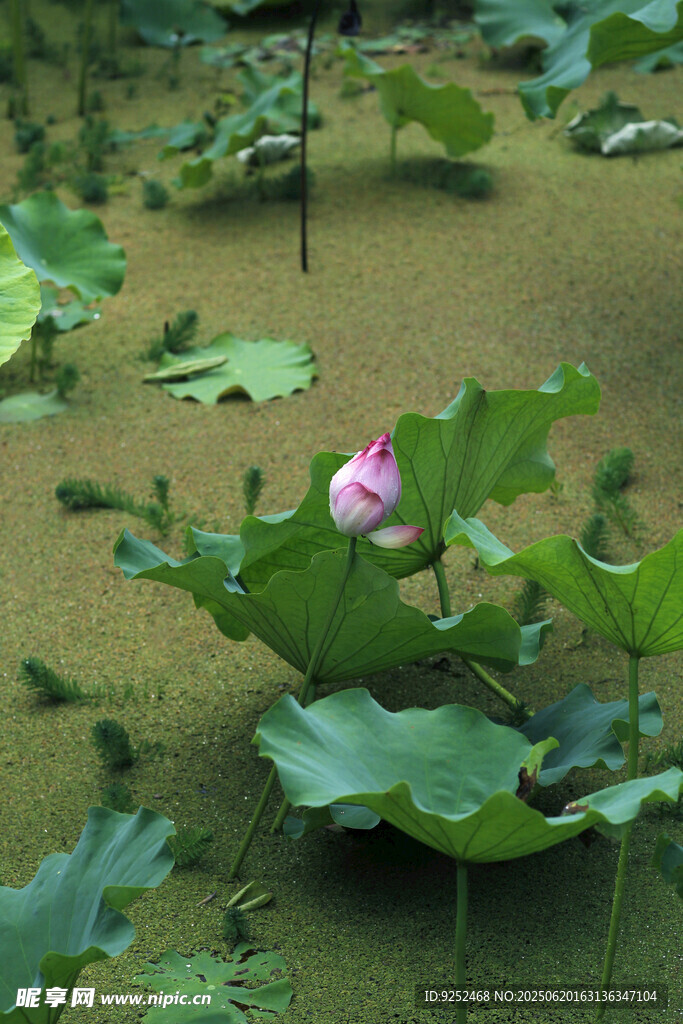 雨荷