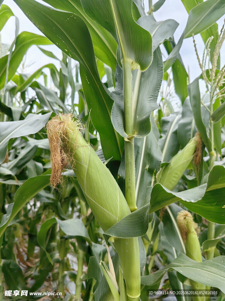 玉米植株上的饱满玉米棒