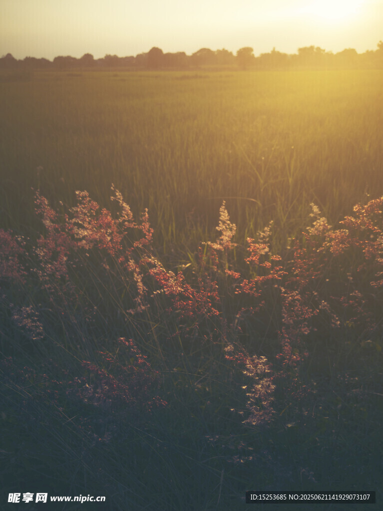 夕阳下的绚烂花草田野