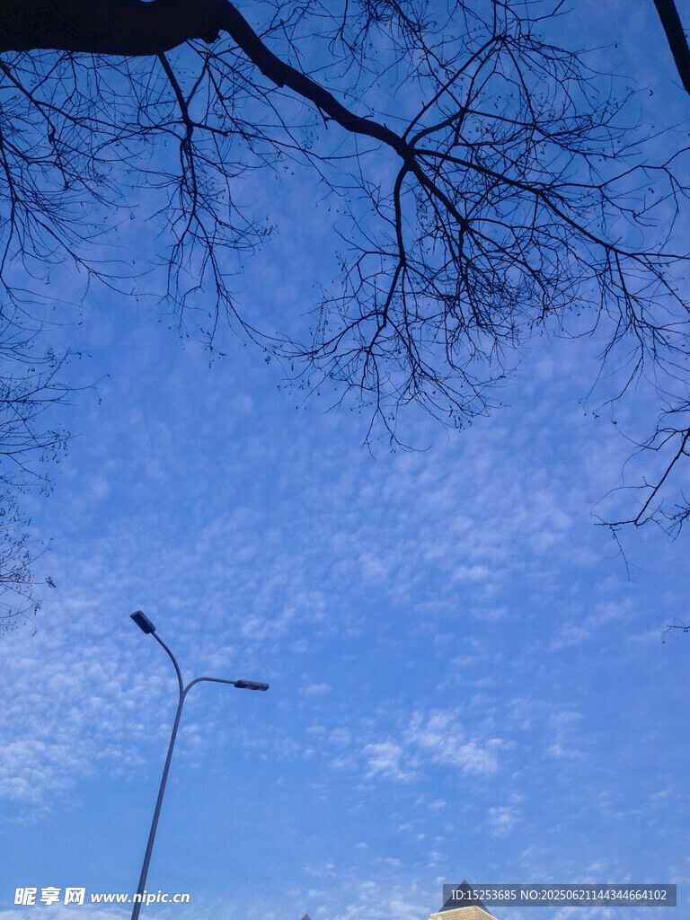蓝天枯枝下的路灯景象