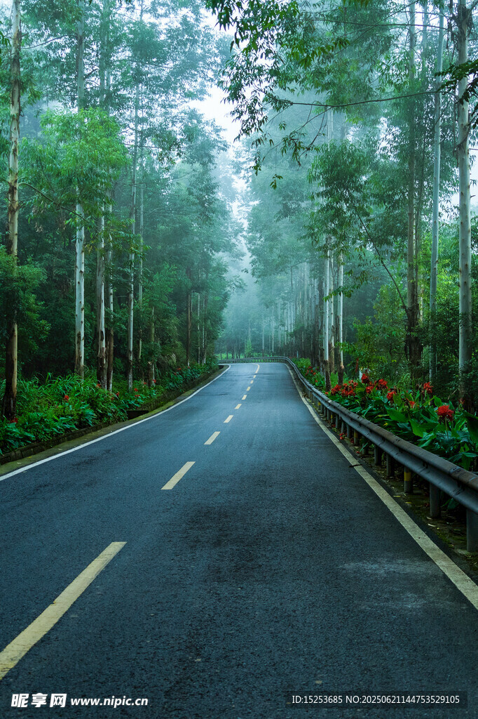 林间雾霭中的静谧公路